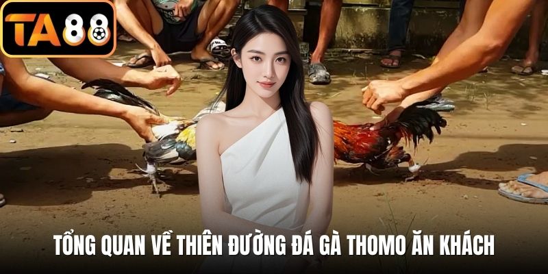 Tổng quan về thiên đường đá gà Thomo ăn khách